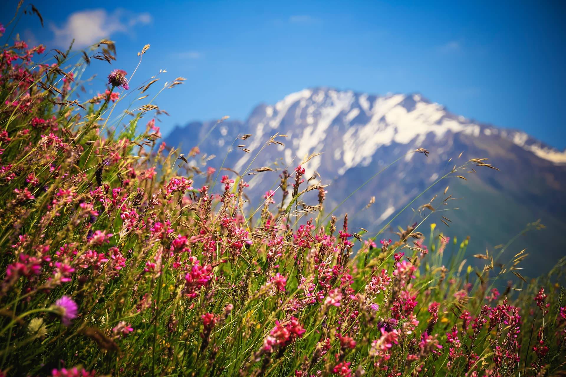 Blumenwiese mit Tulpen im Frühling in St. Johann im Pongau